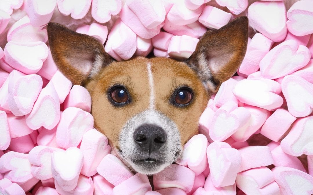 LES 10 ALIMENTS DANGEREUX POUR LES CHIENS