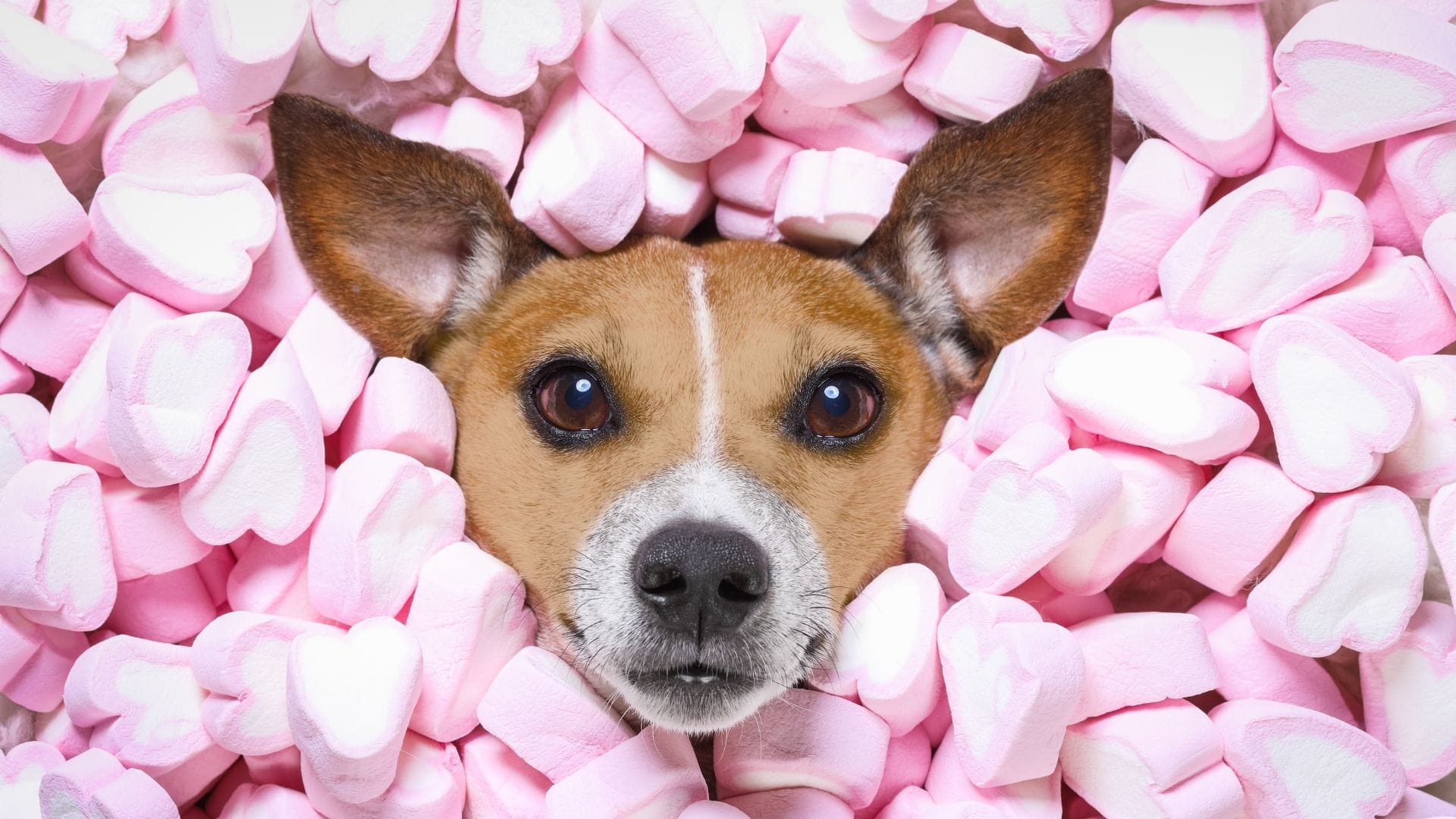 LES 10 ALIMENTS DANGEREUX POUR LES CHIENS