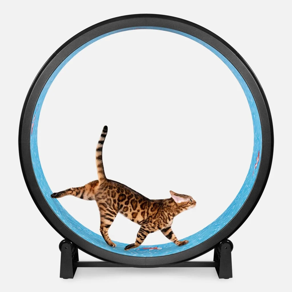 Chat Bengal faisant de l'exercice dans une roue pour chats, activité physique contre l'obésité