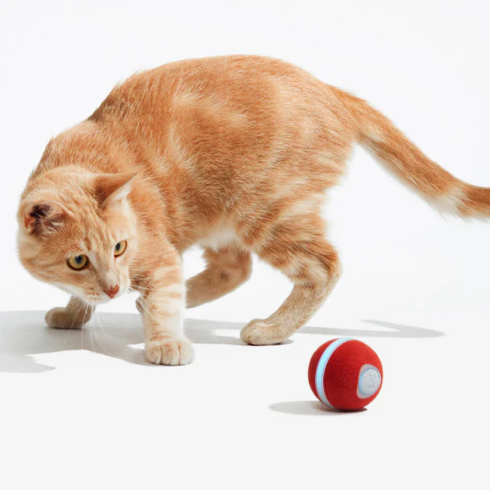 Chat actif jouant avec une balle, exemple de prévention quotidienne de l'obésité féline