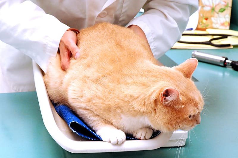 Chat pesé sur une balance pour surveiller son poids mensuel et détecter une obésité précoce