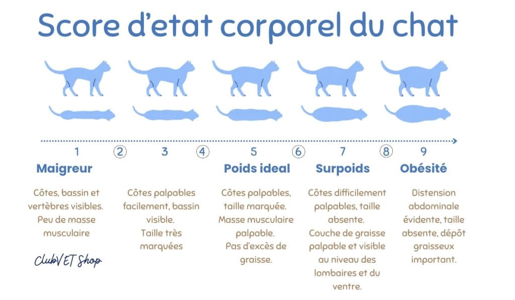 Tableau Body Condition Score (BCS) pour évaluer l'état corporel d'un chat obèse