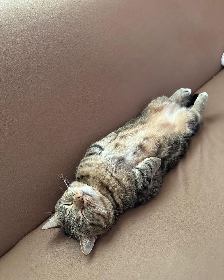Chat sédentaire dormant sur le dos, facteur de risque majeur d'obésité féline
