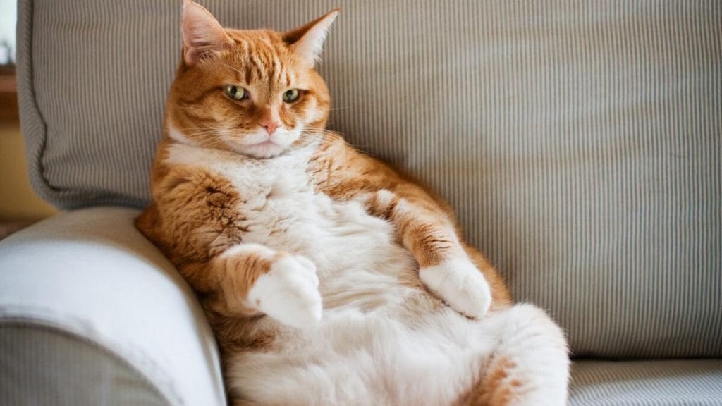 Chat en surpoids installé dans un fauteuil, silhouette arrondie caractéristique de l'obésité féline