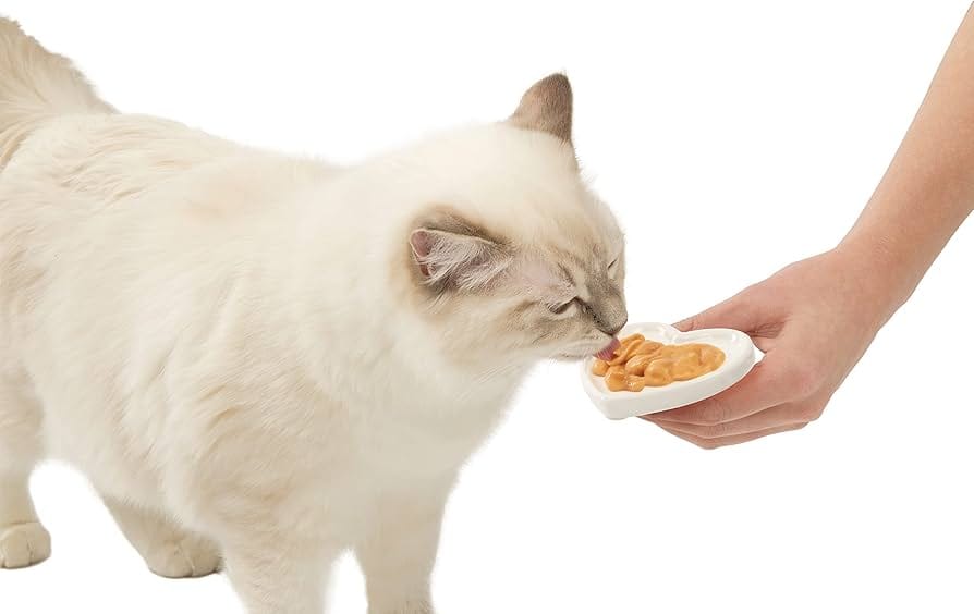 Propriétaire donnant une friandise à son chat, habitude pouvant favoriser l'obésité féline