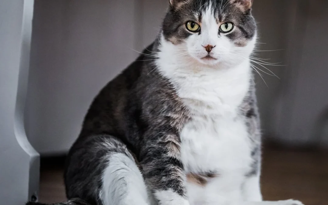 Obésité du chat : comprendre, prévenir et agir