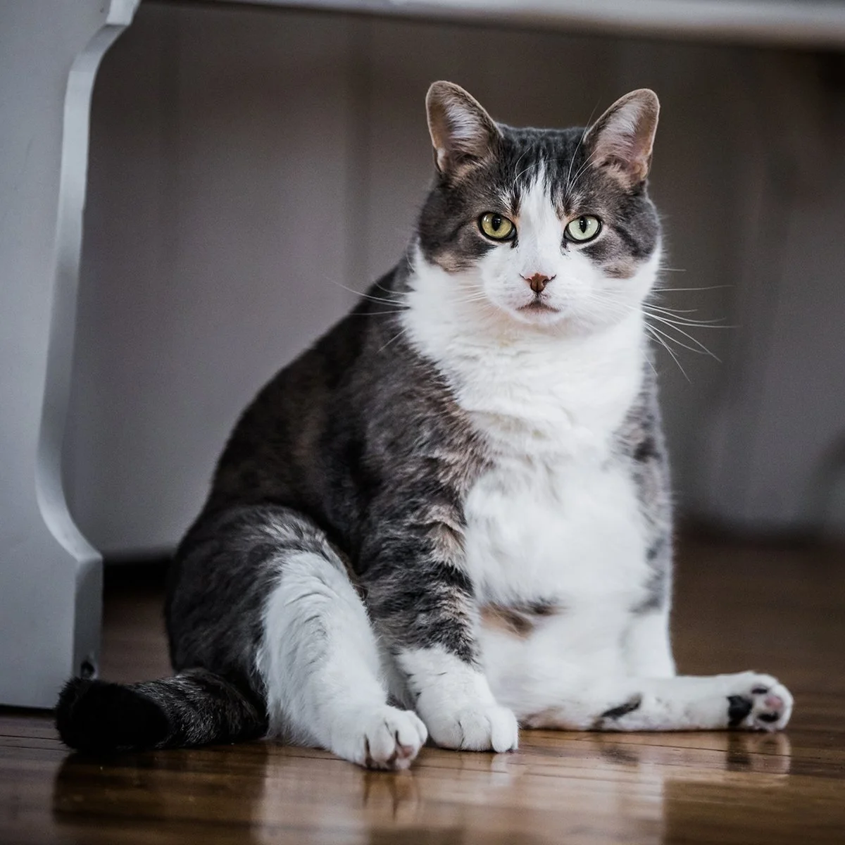 Obésité du chat : comprendre, prévenir et agir