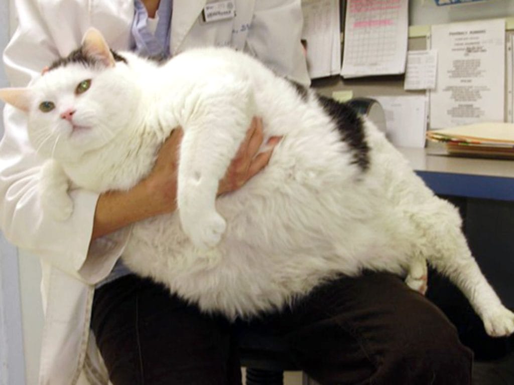 Chat obèse allongé, exposé au diabète et aux maladies articulaires liées au surpoids