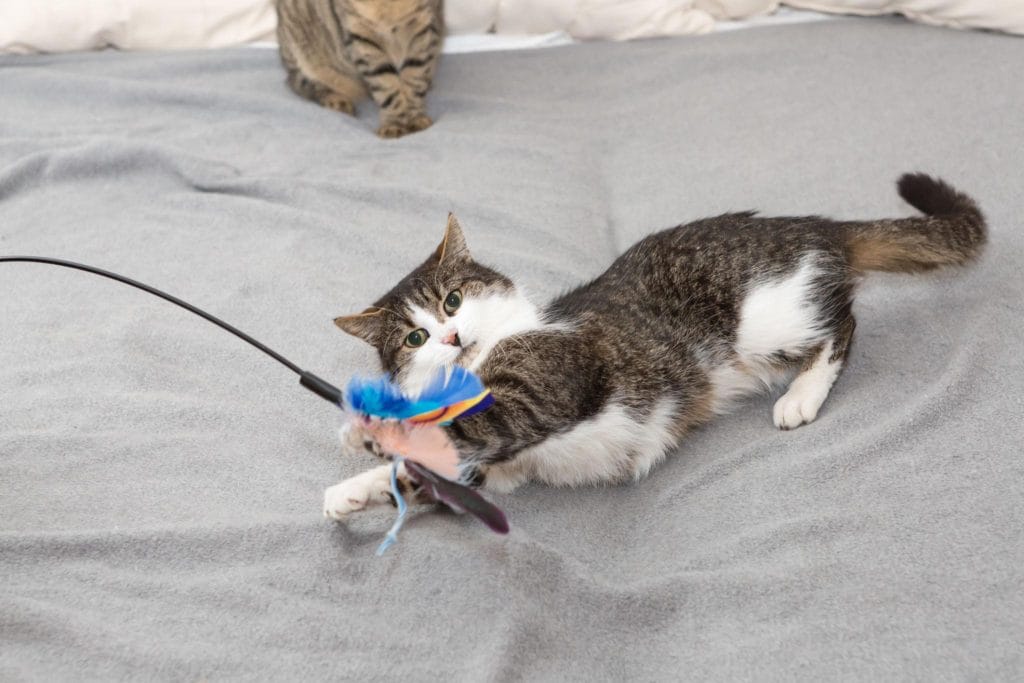 Chat jouant avec un jouet interactif pour augmenter son activité physique et lutter contre l'obésité