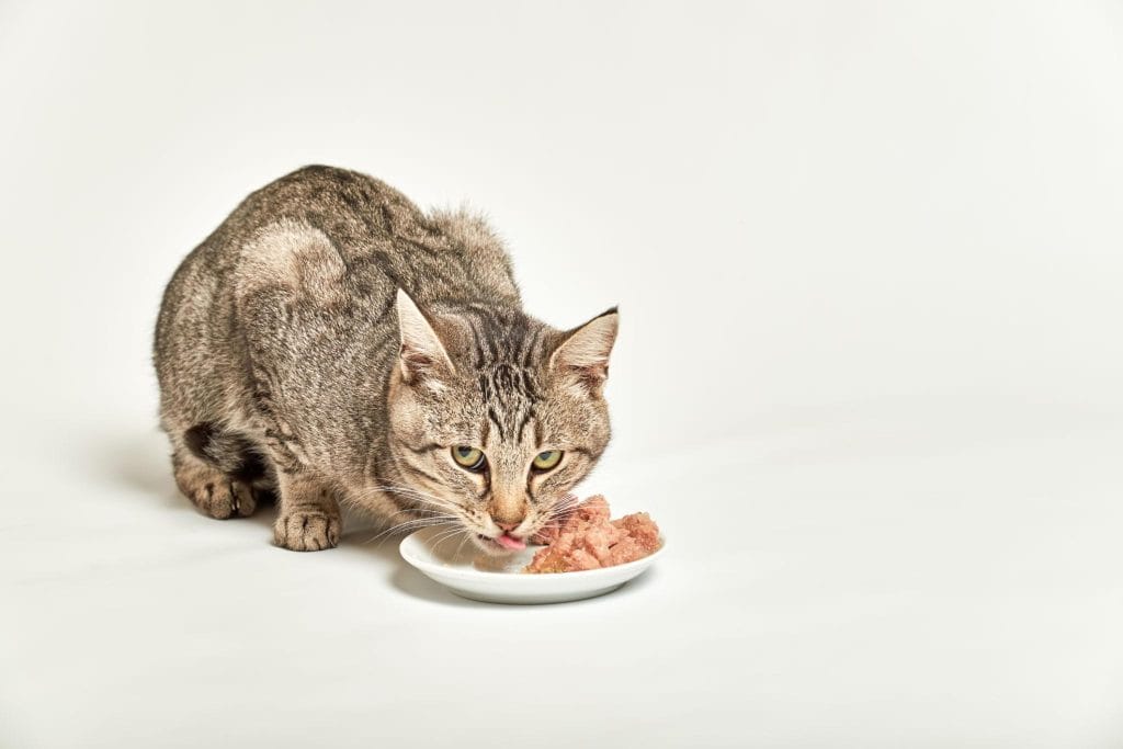 Chat mangeant une ration contrôlée de croquettes light pour perdre du poids progressivement