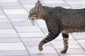 Chat carnivore chassant une souris, illustration de son métabolisme naturel riche en protéines