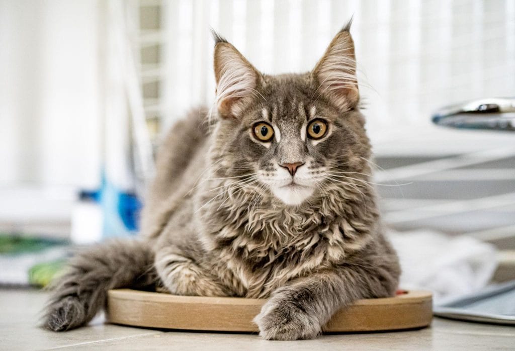 Chat Maine Coon en bonne santé, résultat d'une gestion efficace de l'obésité féline
