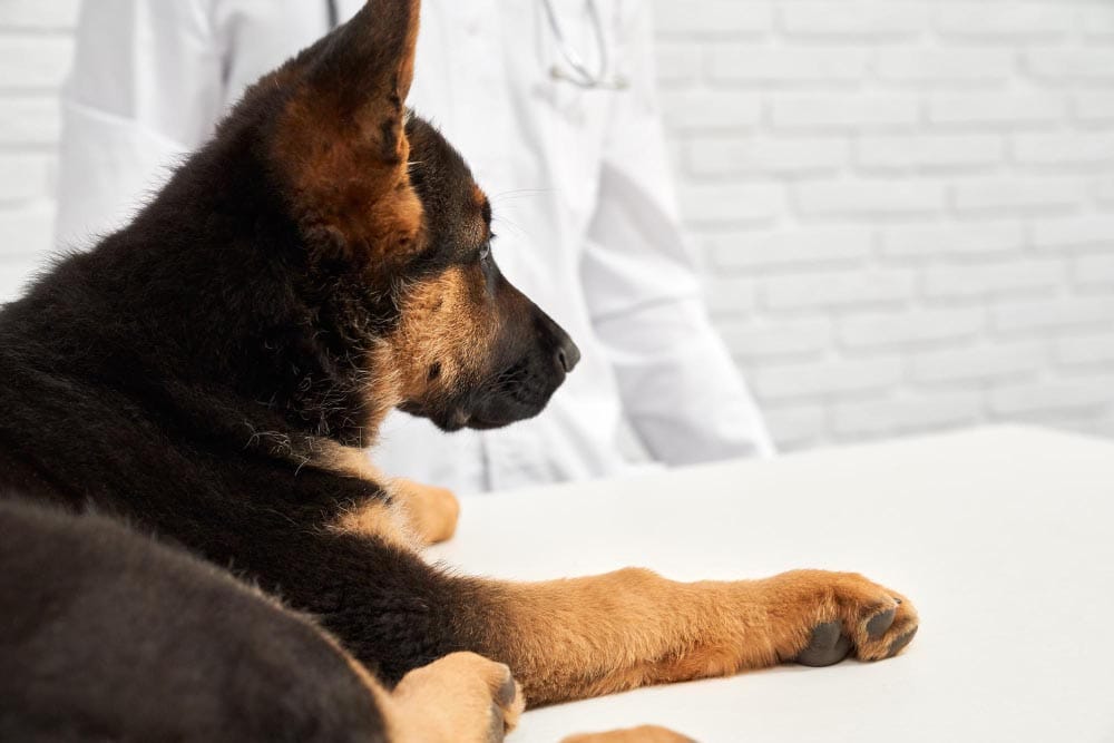 Arthrose chien massage et soins