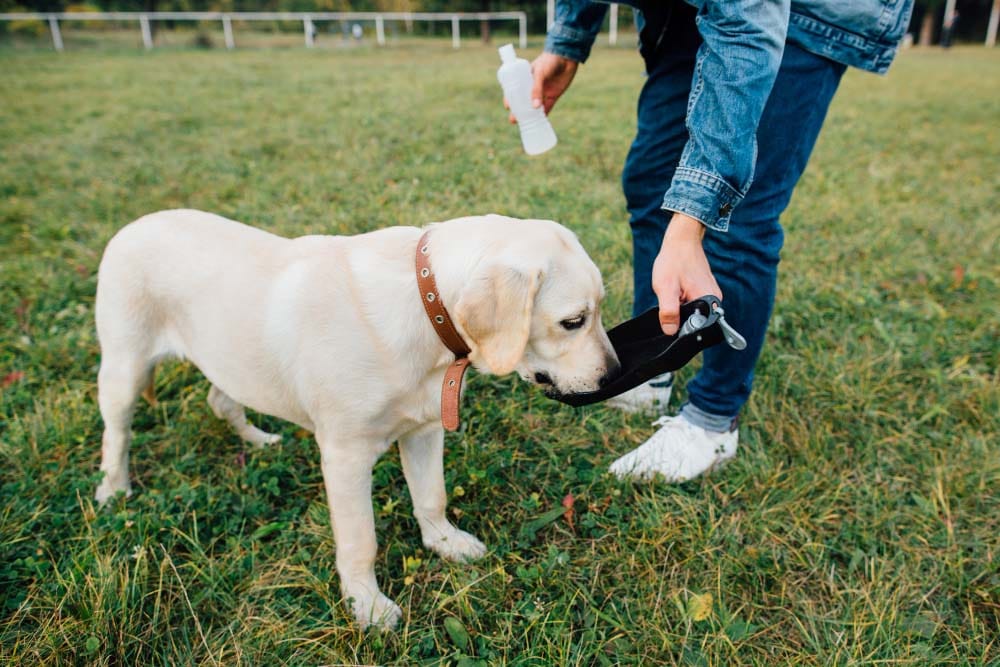 Entorse du chien soins et prévention