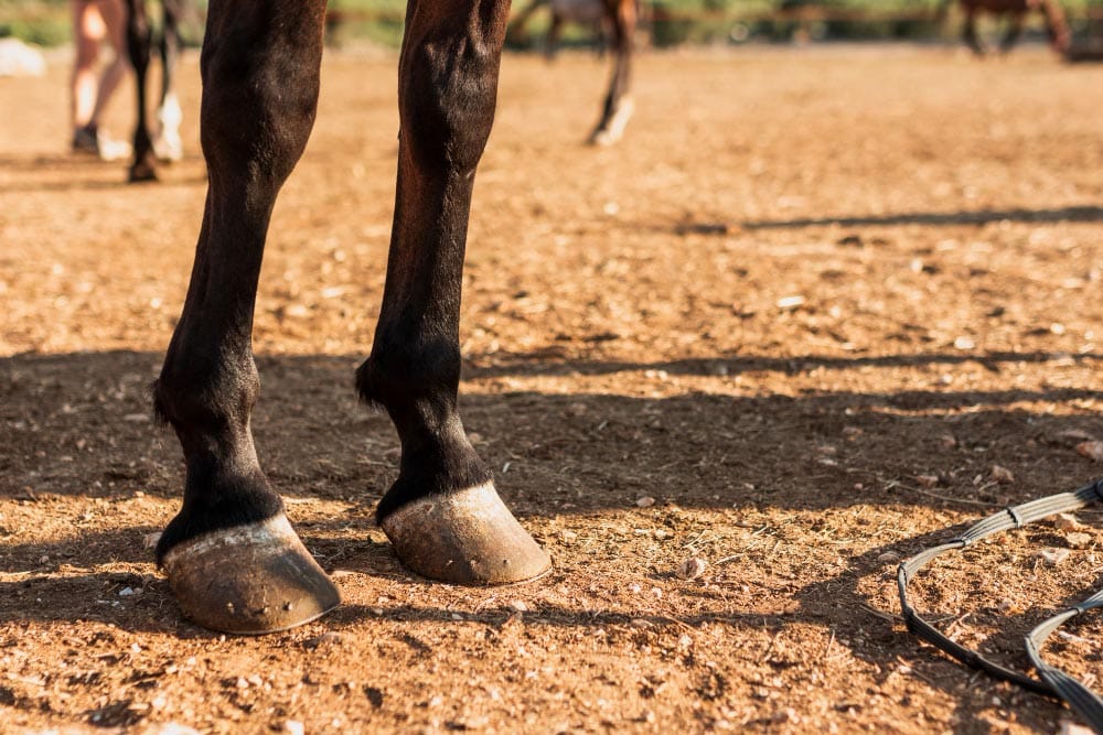Entorses du cheval soins et massages