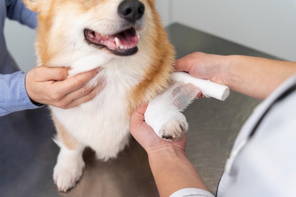 La prise en charge vétérinaire et les premiers soins