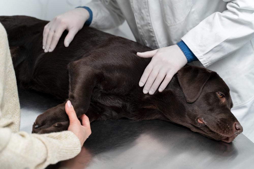 Le massage animal un allié précieux pour l'apaiser et le chouchouter