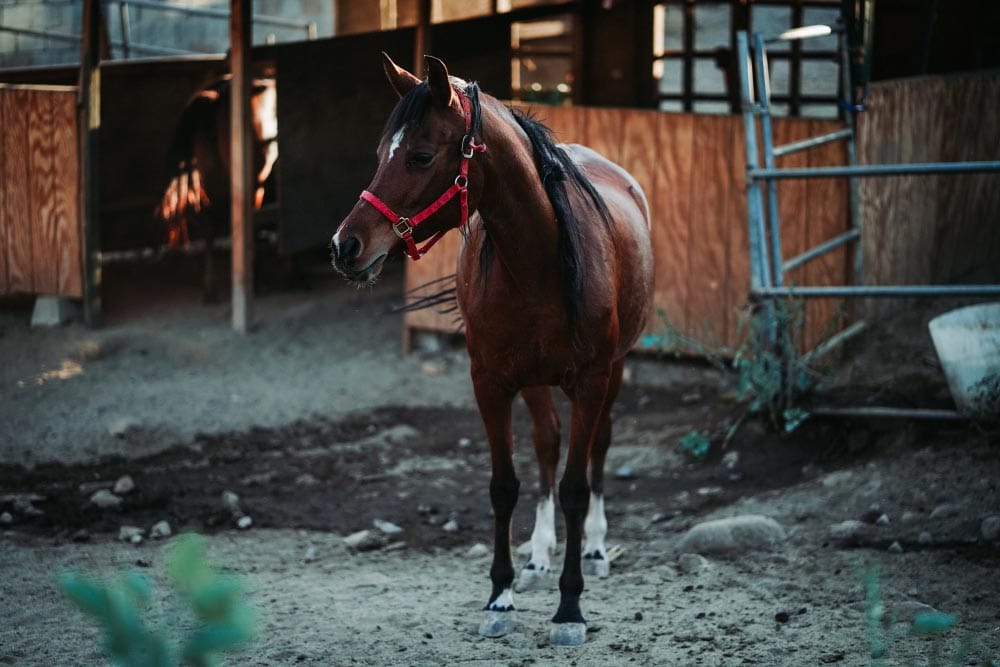 Tendinite Cheval Soins et Prévention