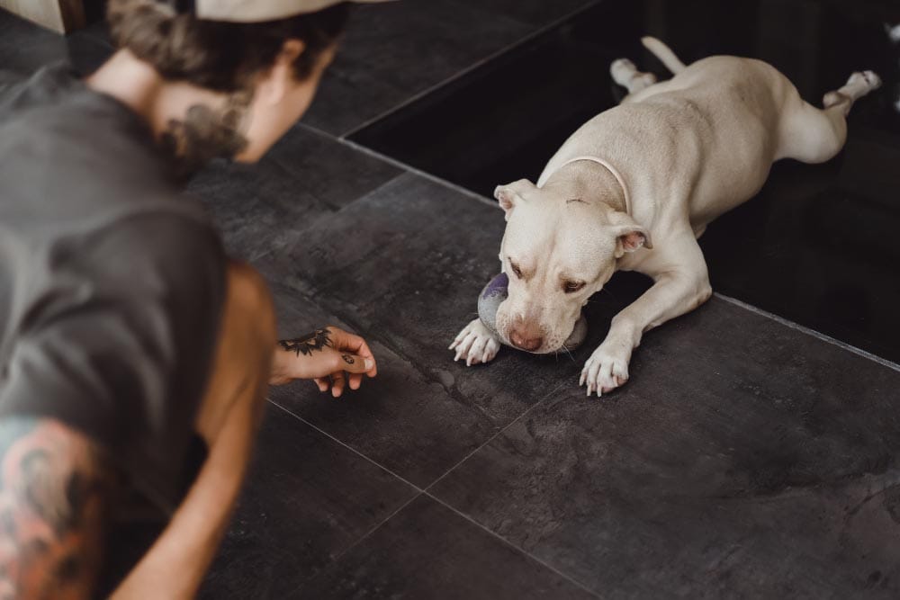 Tendinites chien massage et prévention
