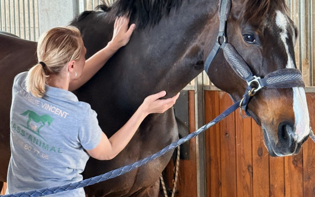 Quand faut-il masser son cheval ? Les 5 signes à ne pas ignorer