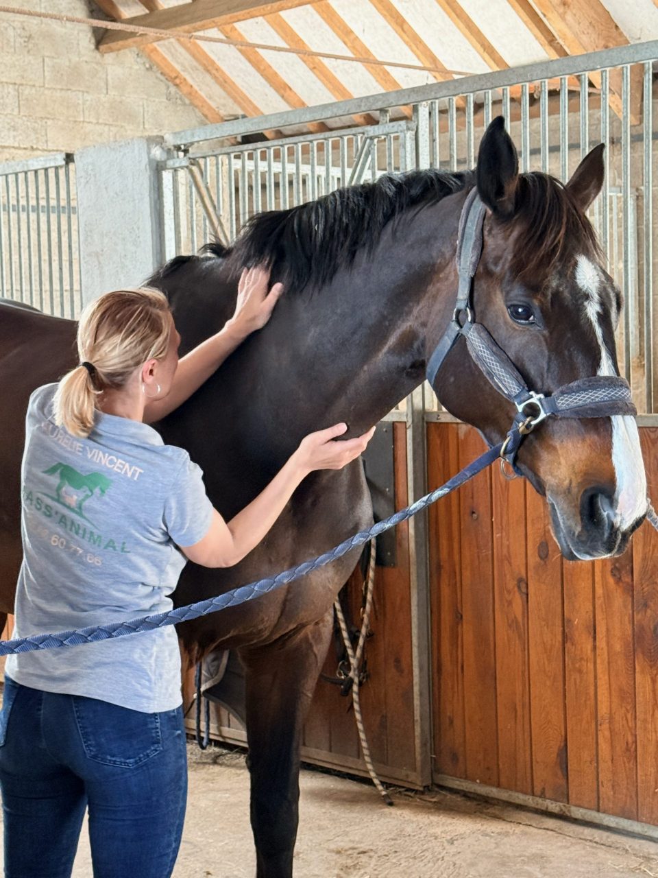 Quand faut-il masser son cheval ? Les 5 signes à ne pas ignorer