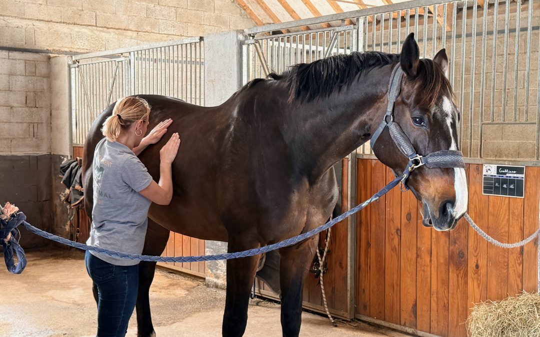 Comment soulager les douleurs articulaires de mon cheval en été ?