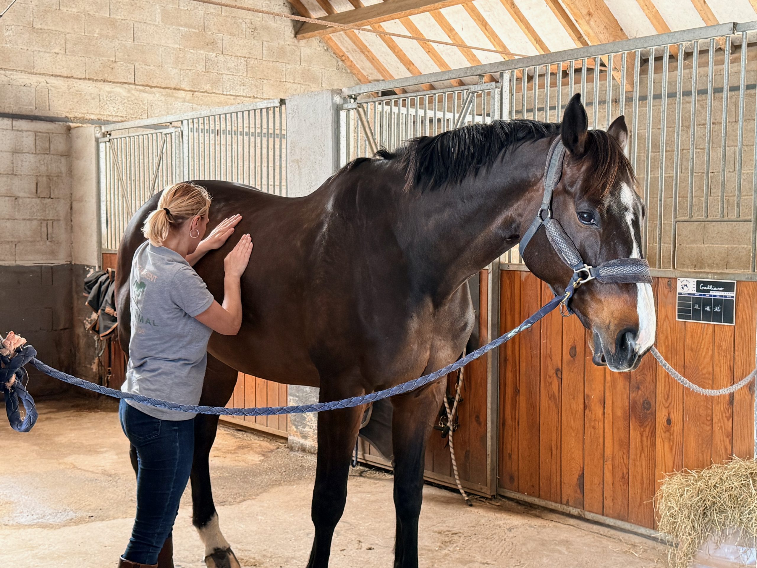 Comment soulager les douleurs articulaires de mon cheval en été ?