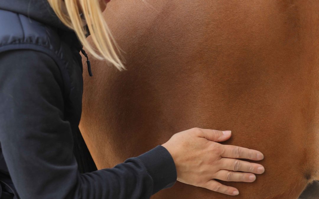 Comment reconnaître une contracture musculaire chez le cheval ? Les 6 signes à surveiller