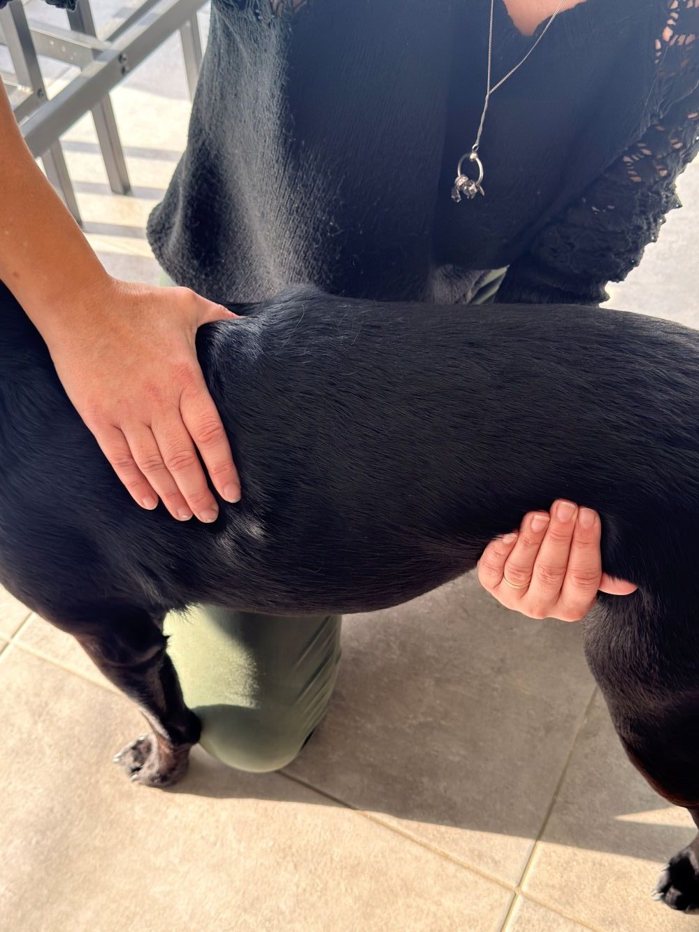 Quels sont les signes de stress chez le chien ? Guide complet 2026