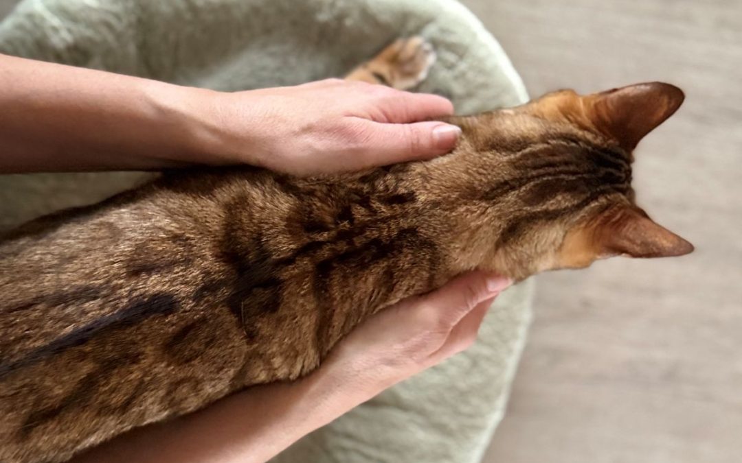 Massage du chat : quels bienfaits pour votre félin ?