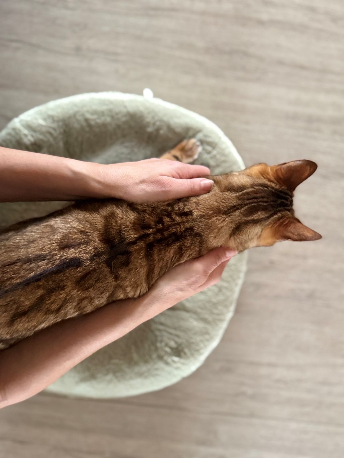 Massage du chat : quels bienfaits pour votre félin ?