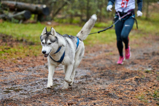Massage et canicross : comment optimiser les performances de votre chien