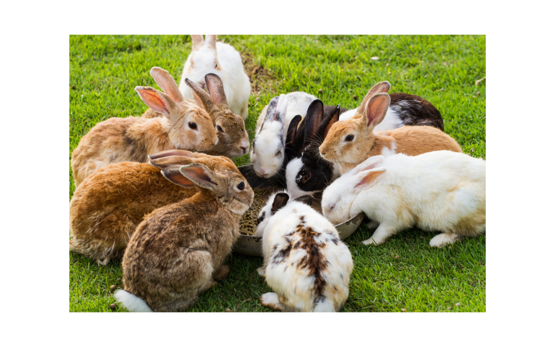 Adopter un lapin : tout ce qu&rsquo;il faut savoir avant de se lancer