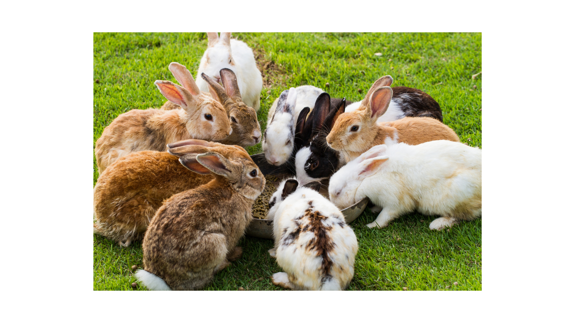 Adopter un lapin : tout ce qu&rsquo;il faut savoir avant de se lancer