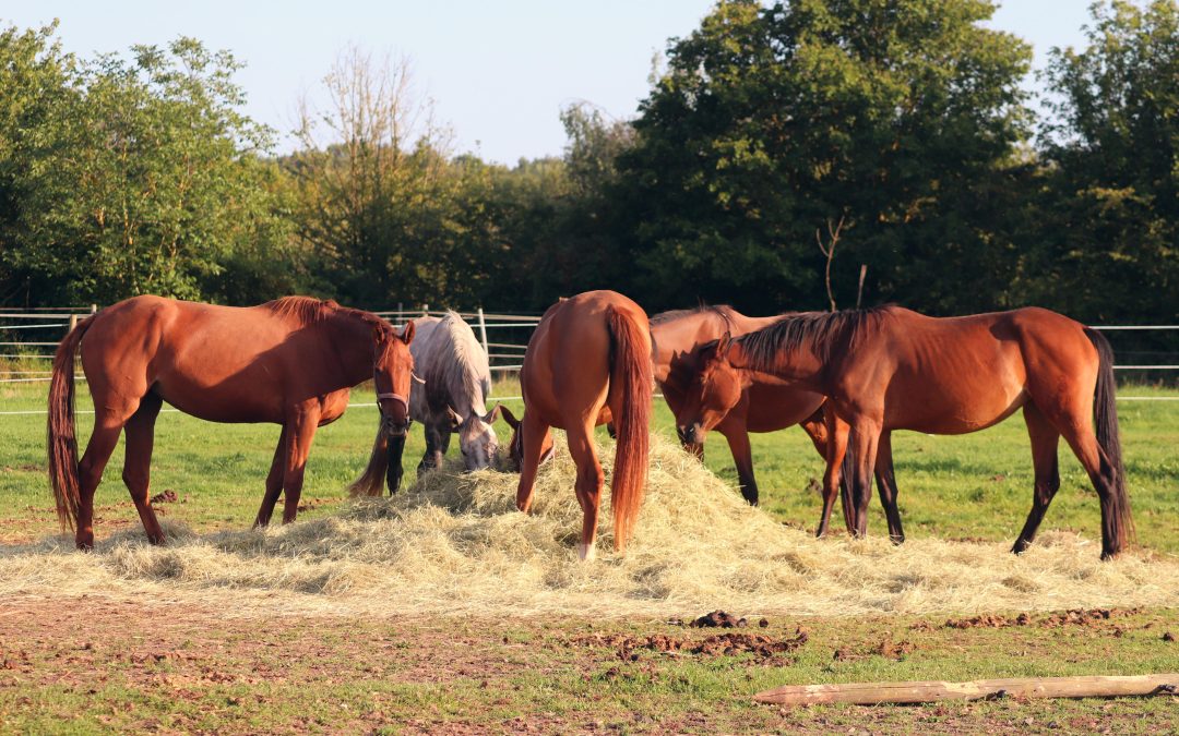 Quelle alimentation pour mon cheval ?