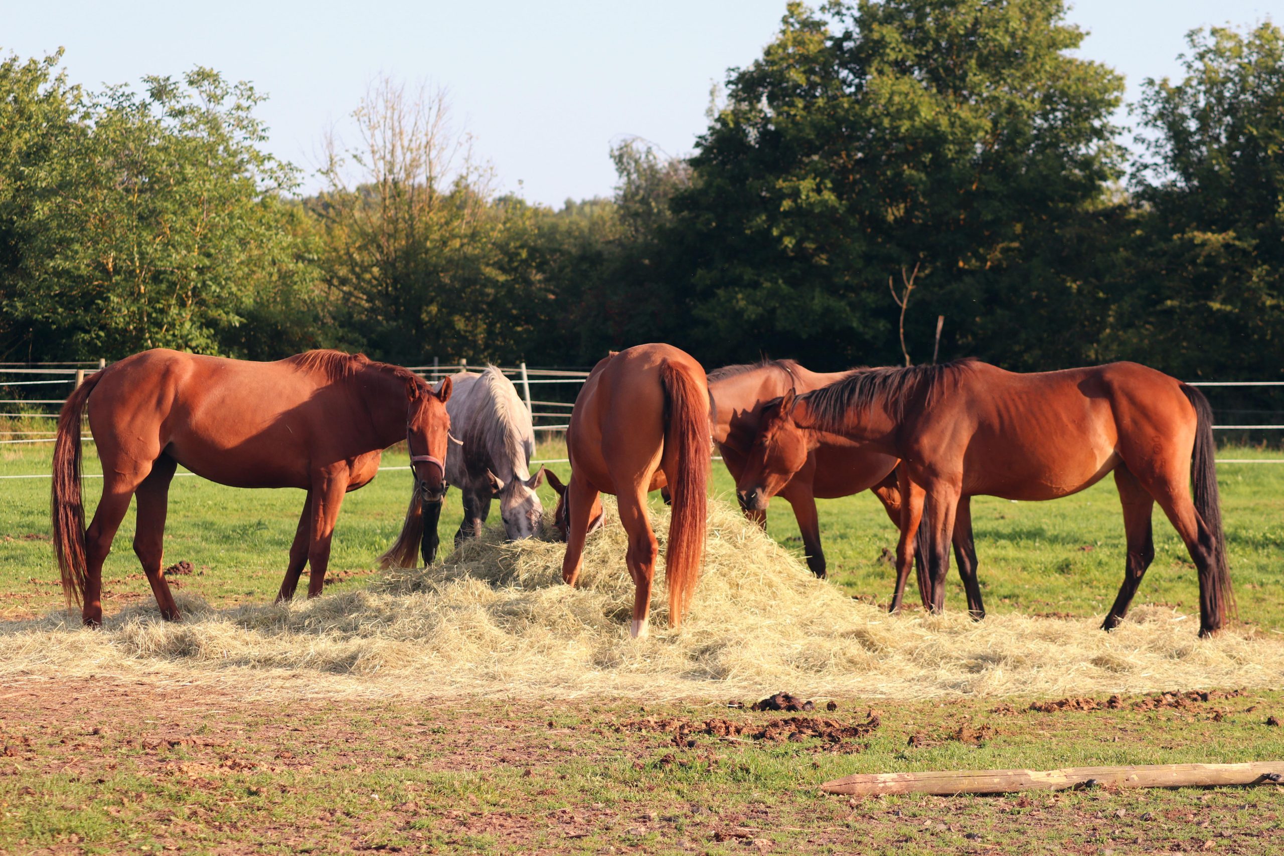 Quelle alimentation pour mon cheval ?