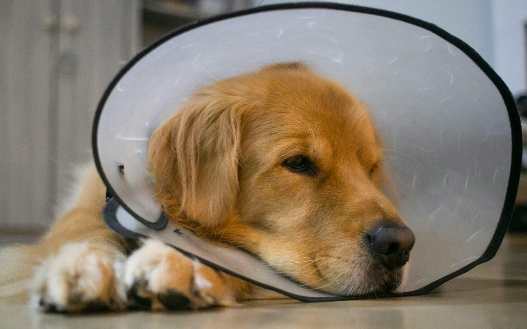 Masser son chien après une chirurgie : bonne idée ?