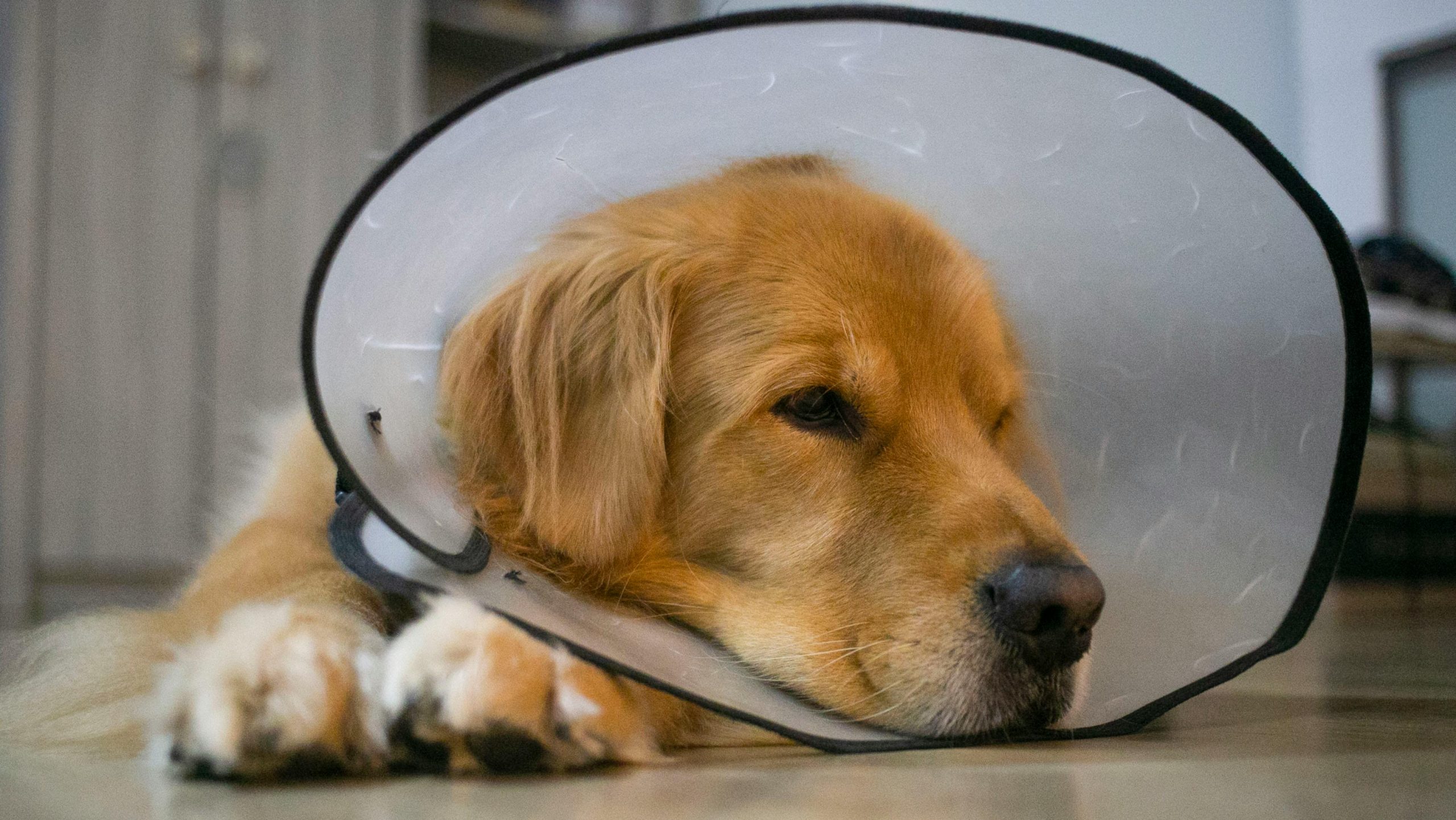 Masser son chien après une chirurgie : bonne idée ?