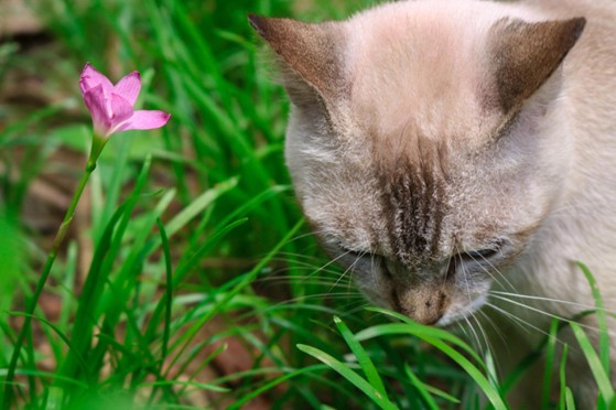 Les 10 plantes toxiques pour votre chat