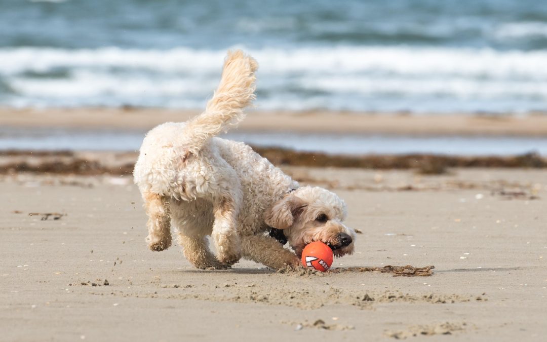 Comment préparer son chien aux vacances grâce au massage ? 5 conseils pratiques