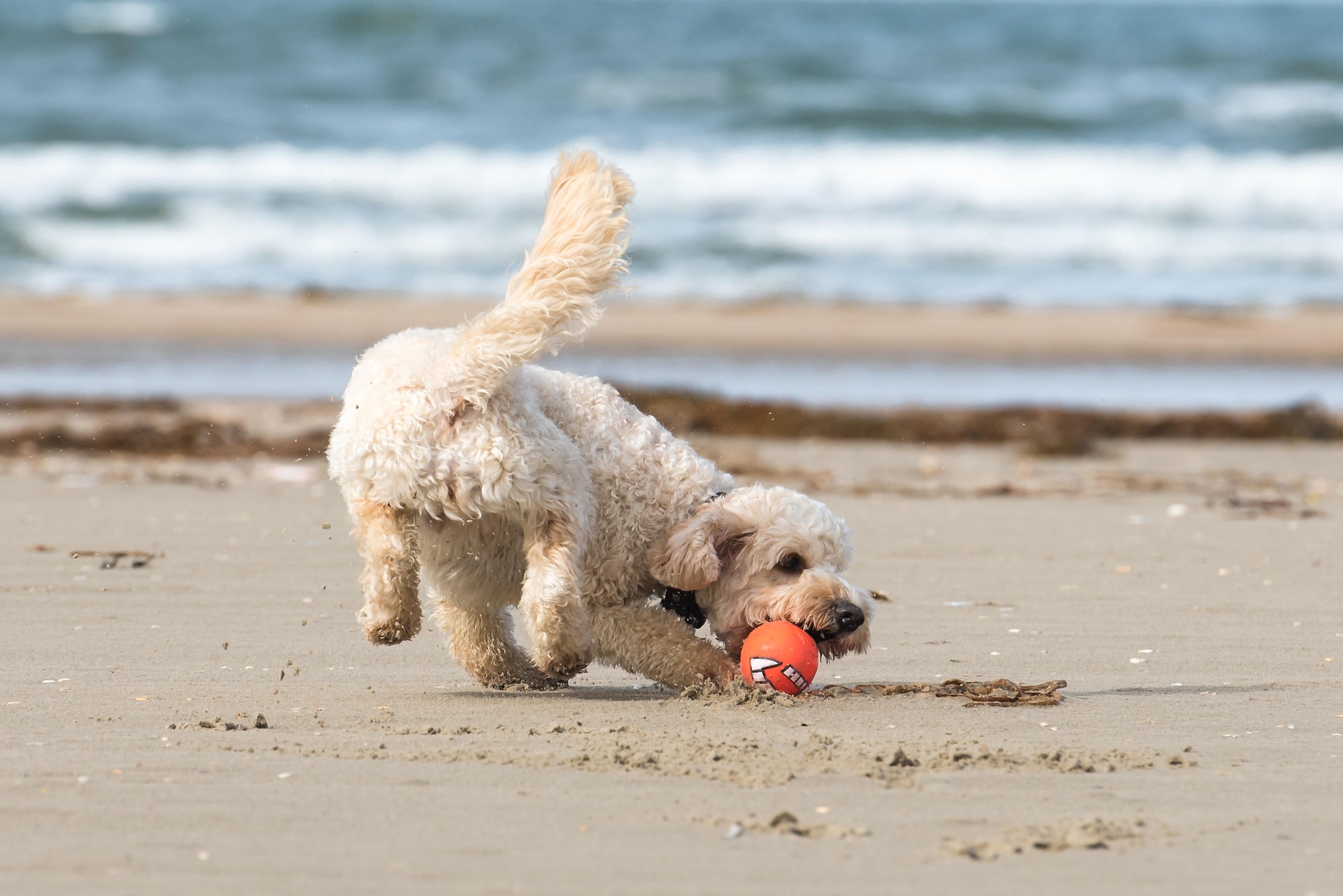 Comment préparer son chien aux vacances grâce au massage ? 5 conseils pratiques