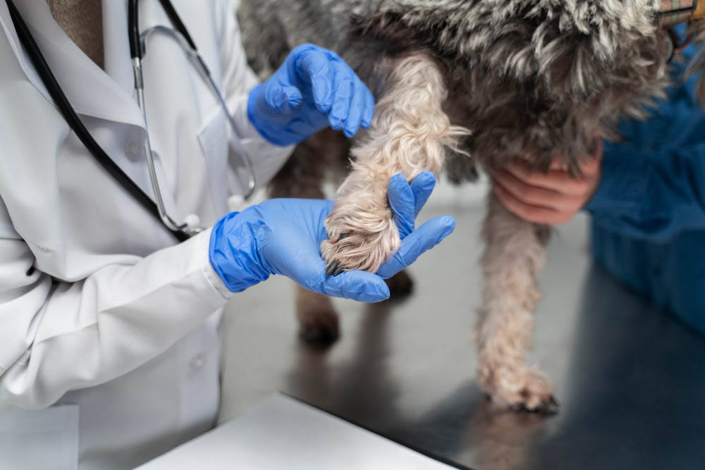 Comment reconnaître une luxation les symptômes et le diagnostic vétérinaire