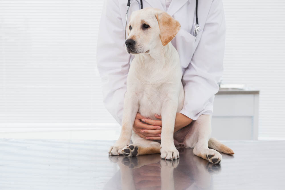 Dysplasie chez le chien
