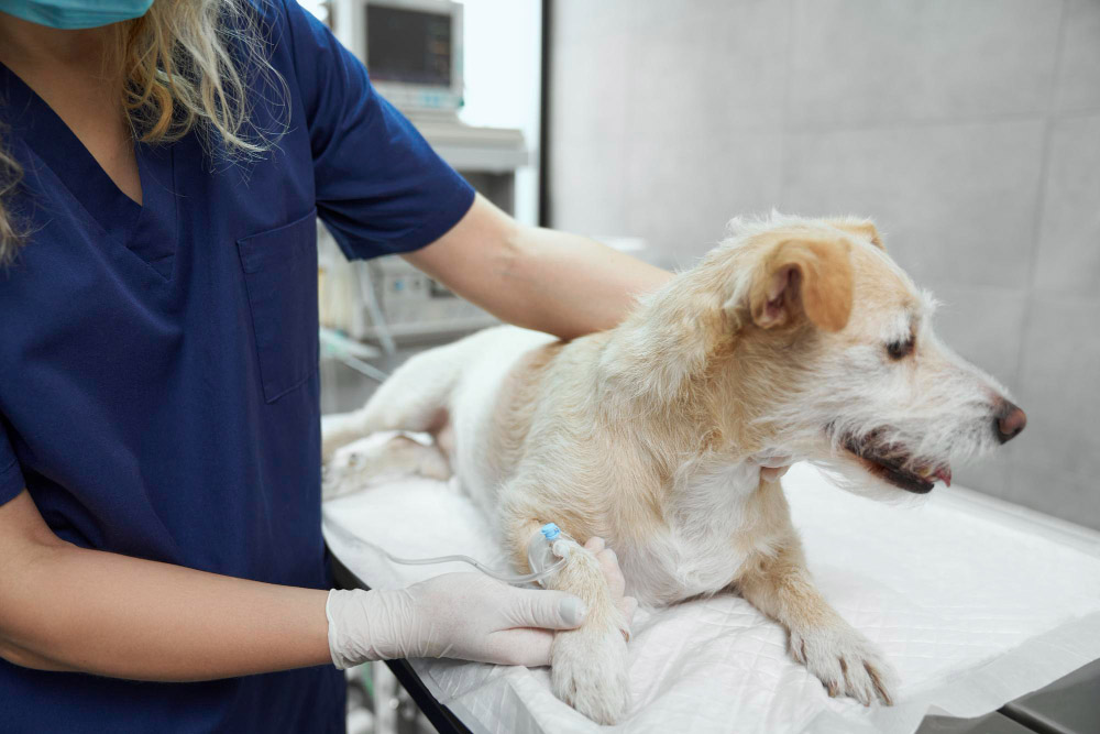 Récupération post-opératoire chez le chien