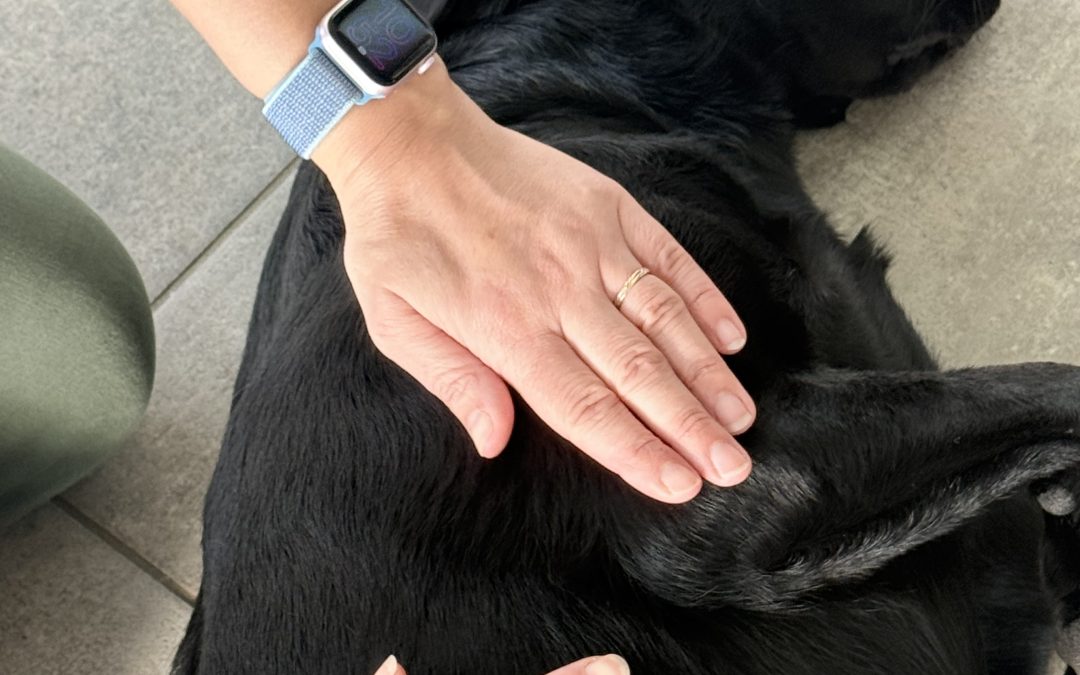 À quelle fréquence faut-il masser son chien ? Réponse selon l&rsquo;âge et l&rsquo;activité