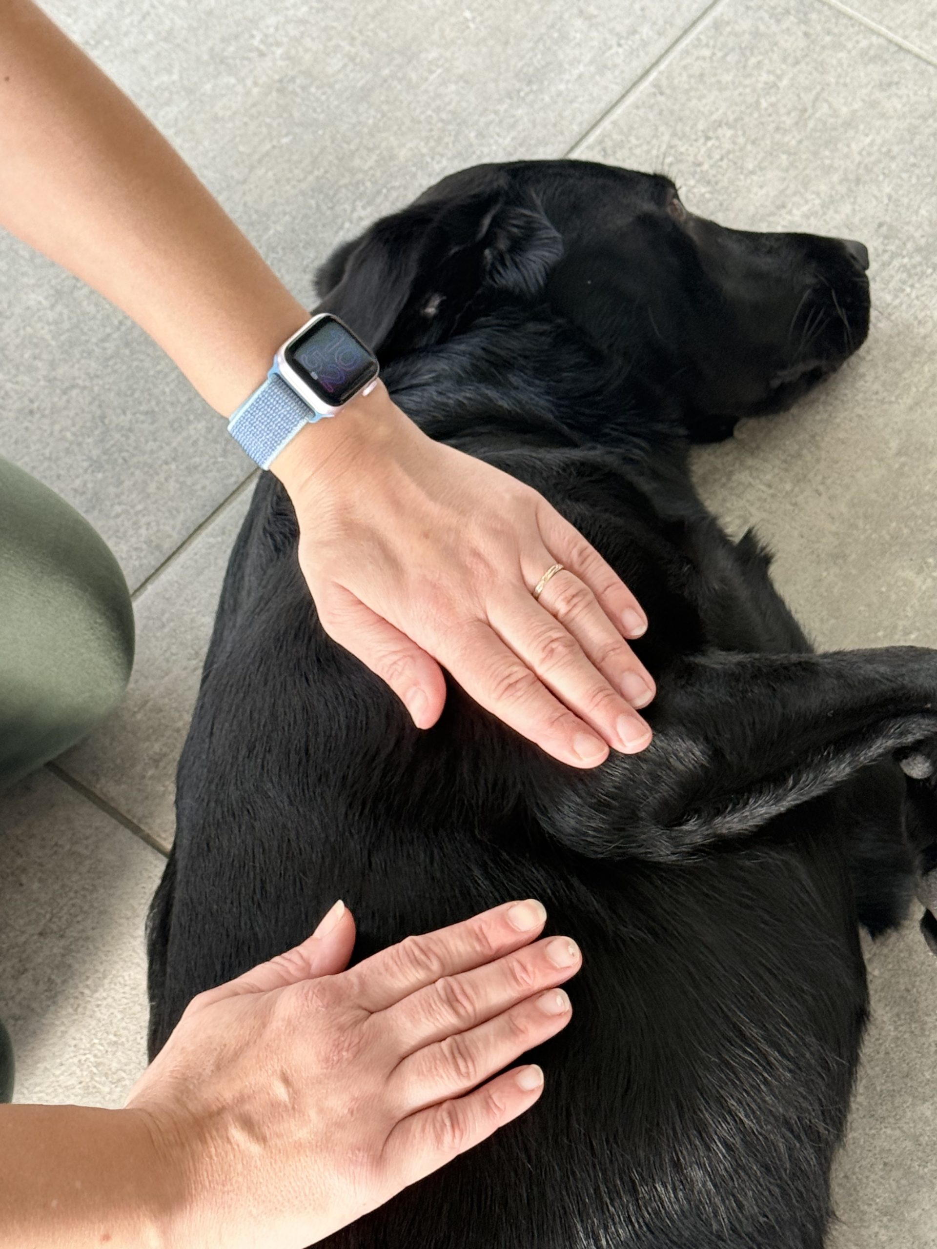 À quelle fréquence faut-il masser son chien ? Réponse selon l&rsquo;âge et l&rsquo;activité