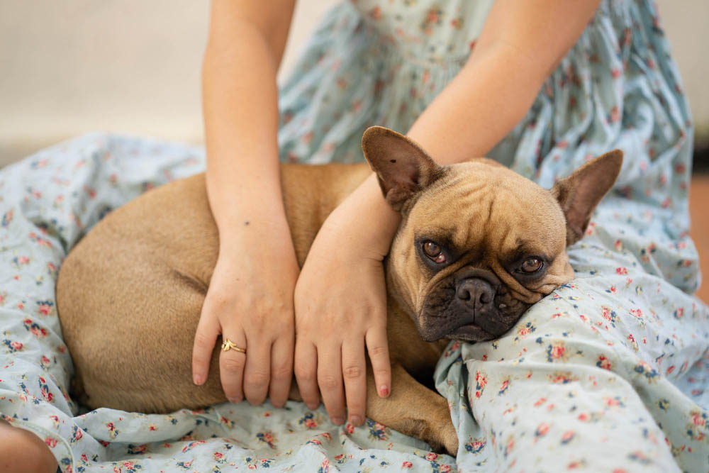 La séance de massage pour chien et chat en Loir-et-Cher
