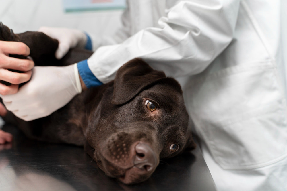 Le massage canin un soin de confort pour soulager le chien au quotidien