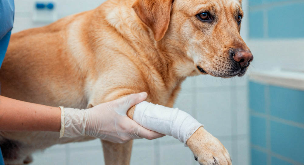 Luxation articulaire chez le chien