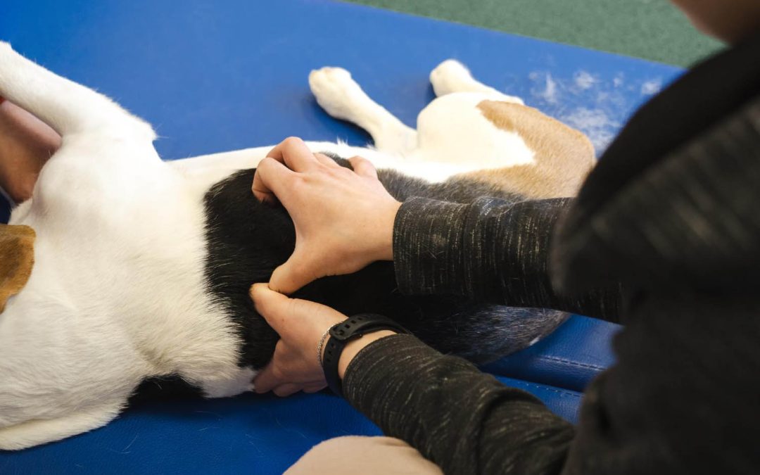 Massage Animalier Lamotte Beuvron